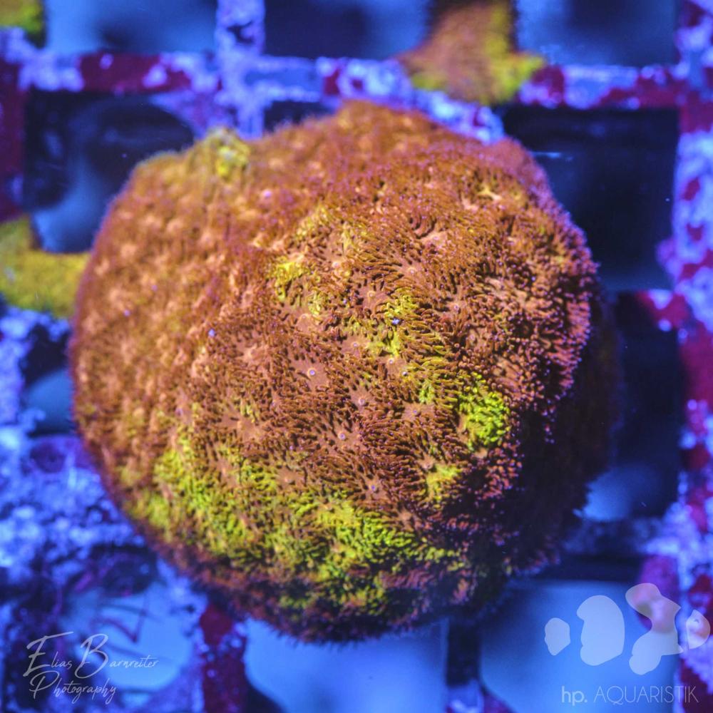 Psammocora Ultra Watermelon